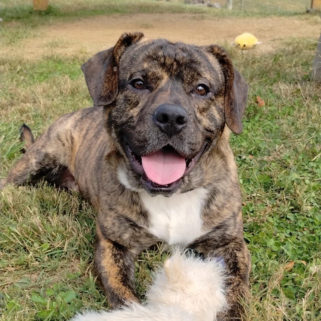 Flounder — thumbnail 5