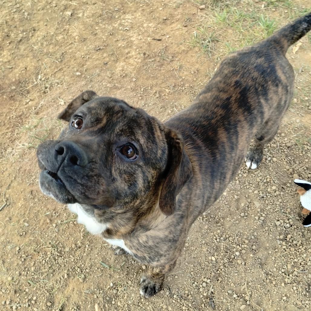 Flounder — thumbnail 6