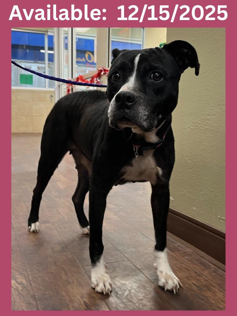 Dog Kennel #35 Flower, Adoptable, Adult Female Boxer & Pit Bull Terrier.