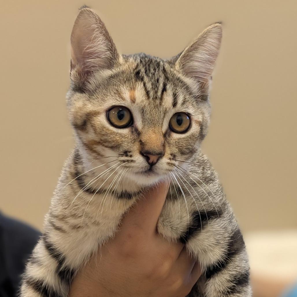 Sunny, a Adoptable Domestic Short Hair in Sonoma, CA image 1/3