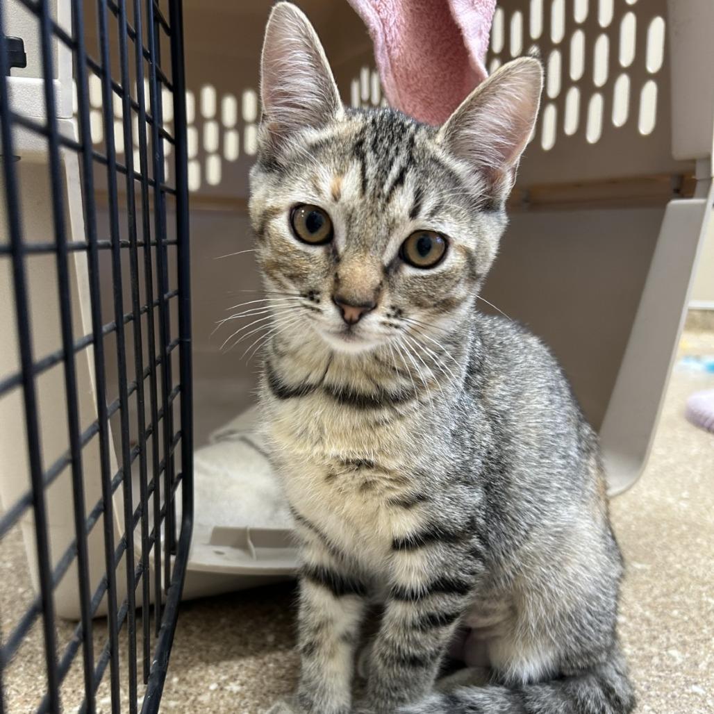 Sunny, a Adoptable Domestic Short Hair in Sonoma, CA image 2/3