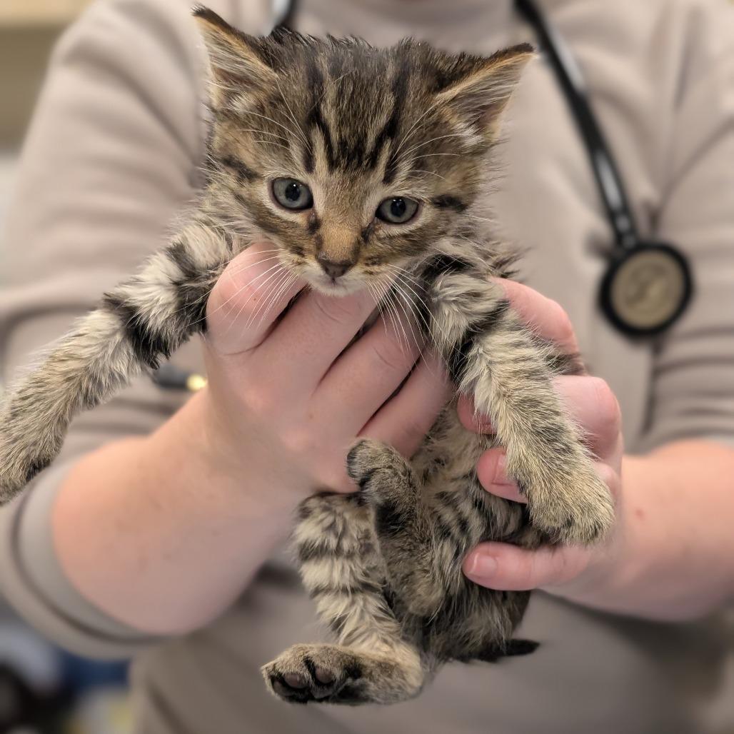 Sunny, a Adoptable Domestic Short Hair in Sonoma, CA image 3/3