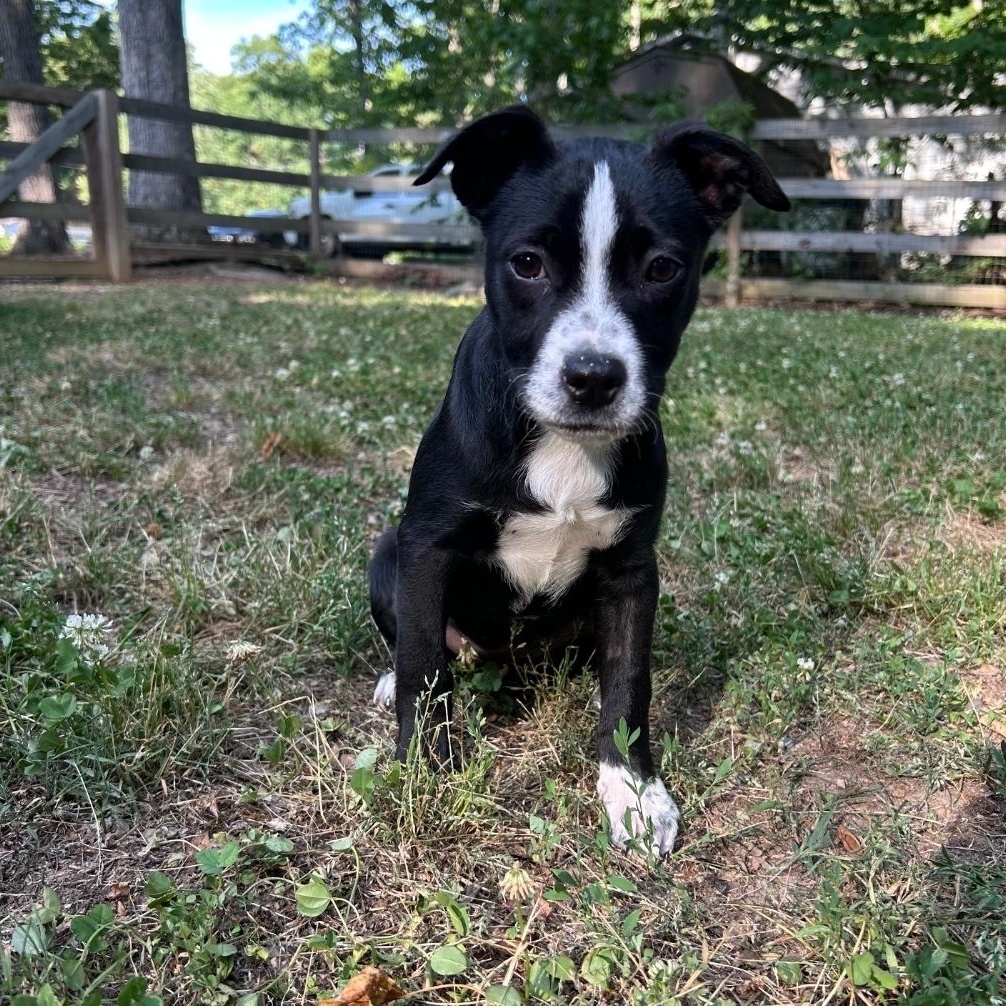 Mable, Adoptable, Puppy Female American Staffordshire Terrier & Pit Bull Terrier.