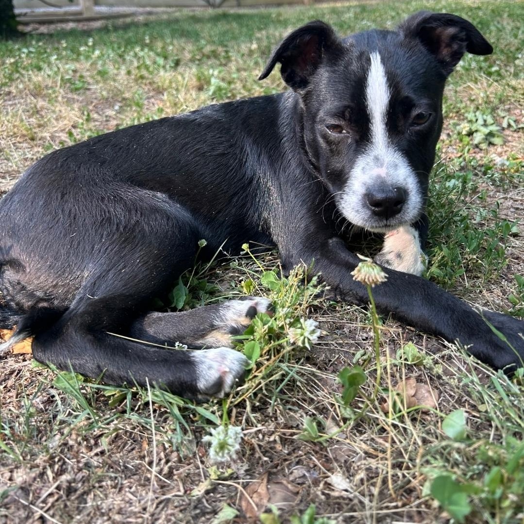 Mable, a Adoptable mixed breed in Colonial Heights, VA image 2/2
