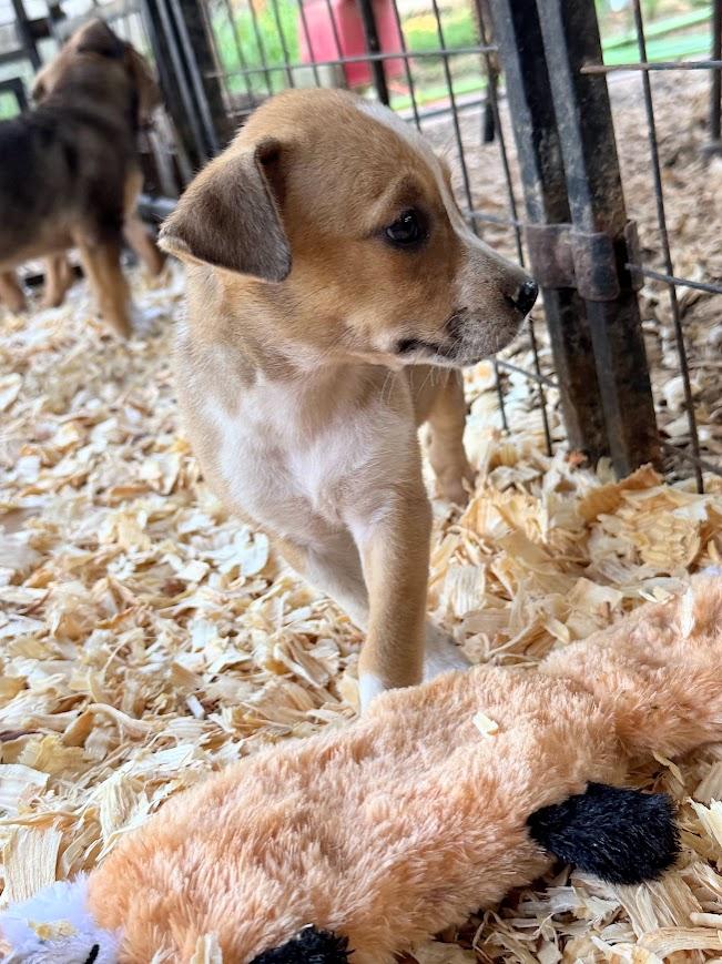JUNEBUG, a Adoptable mixed breed in Allentown, PA image 6/6