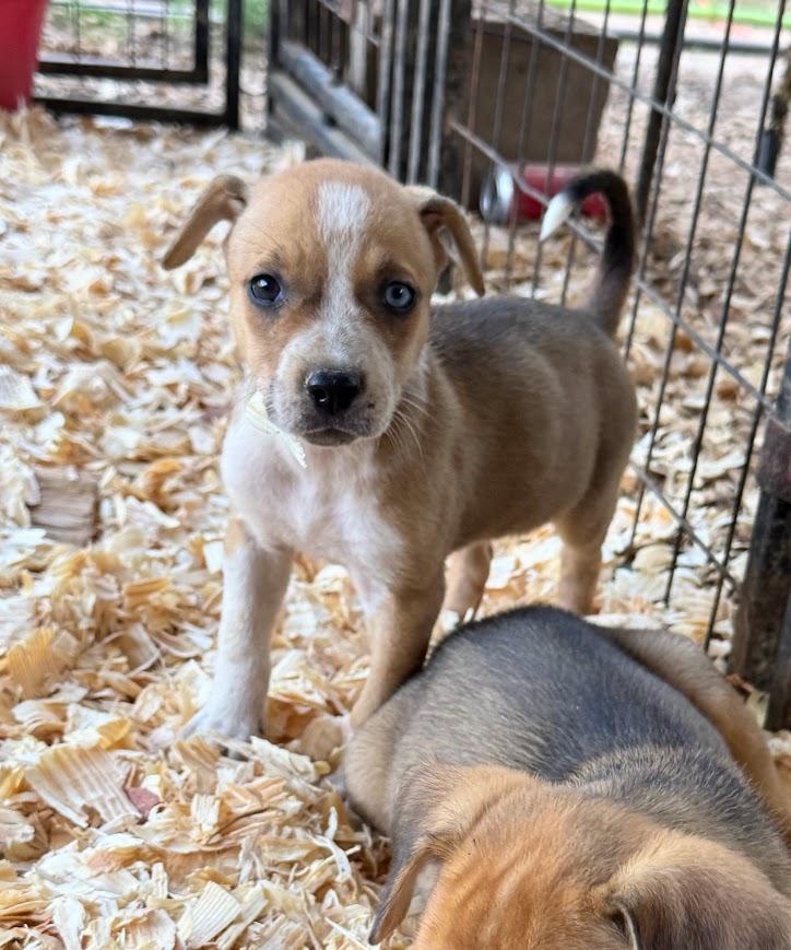 JUNEBUG, a Adoptable mixed breed in Allentown, PA image 4/6