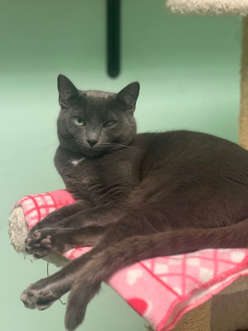 Tesla, Adoptable, Young Male Domestic Short Hair.