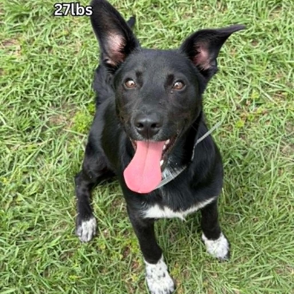 Kentucky, Adoptable, Puppy Male Mixed Breed.