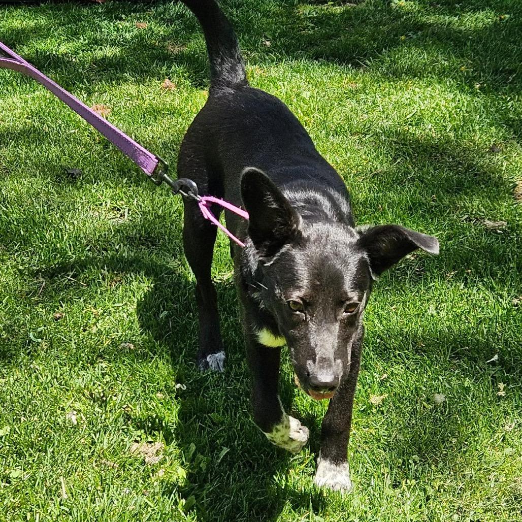Kentucky, a Adoptable Mixed Breed in Tomah, WI image 2/6
