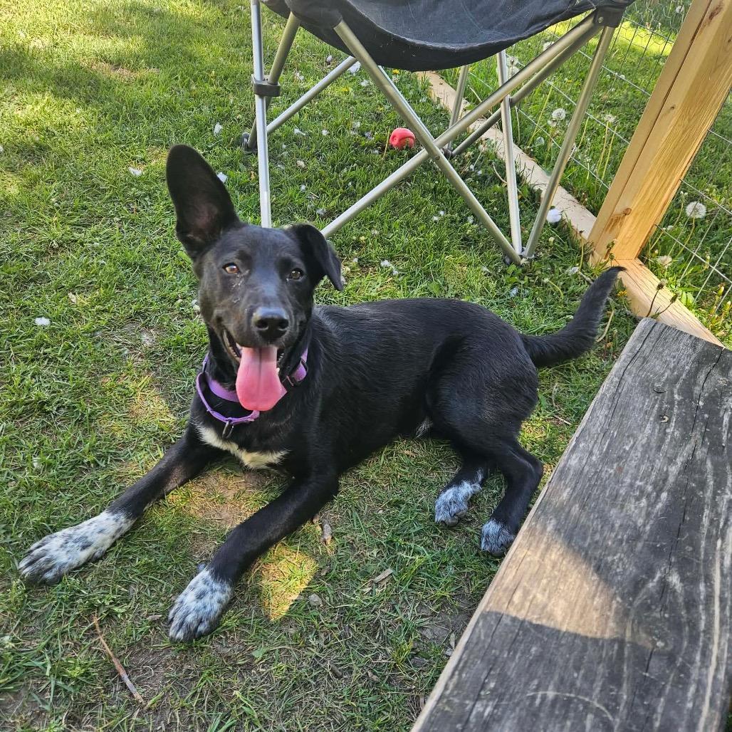 Kentucky, a Adoptable Mixed Breed in Tomah, WI image 3/6