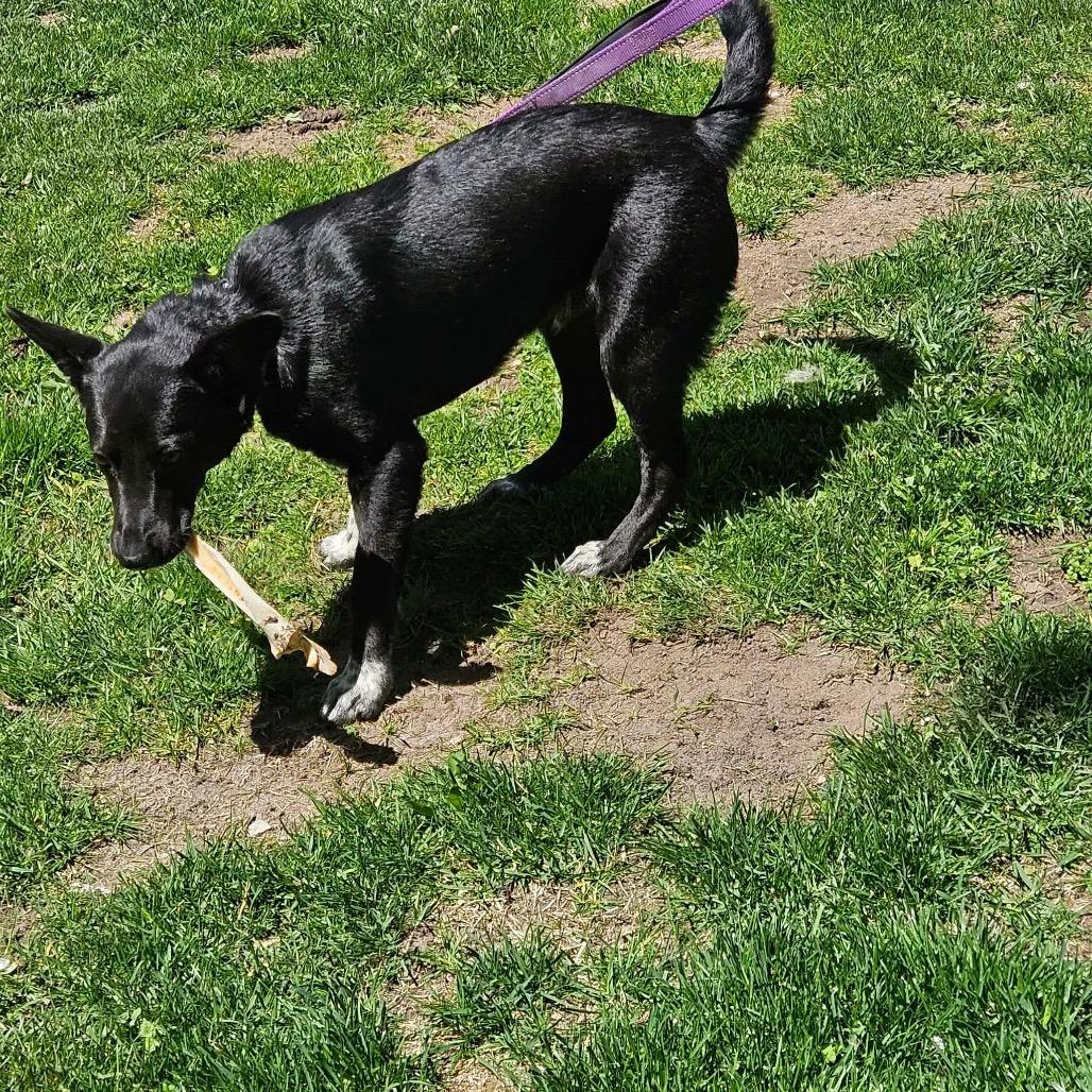 Kentucky, a Adoptable Mixed Breed in Tomah, WI image 4/6