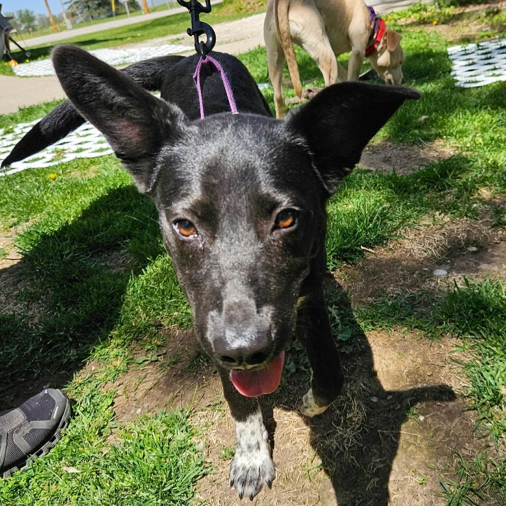 Kentucky, a Adoptable Mixed Breed in Tomah, WI image 5/6