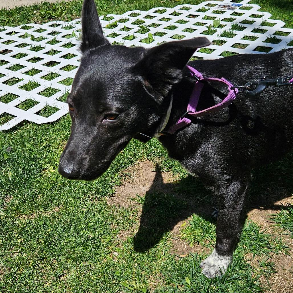 Kentucky, a Adoptable Mixed Breed in Tomah, WI image 6/6