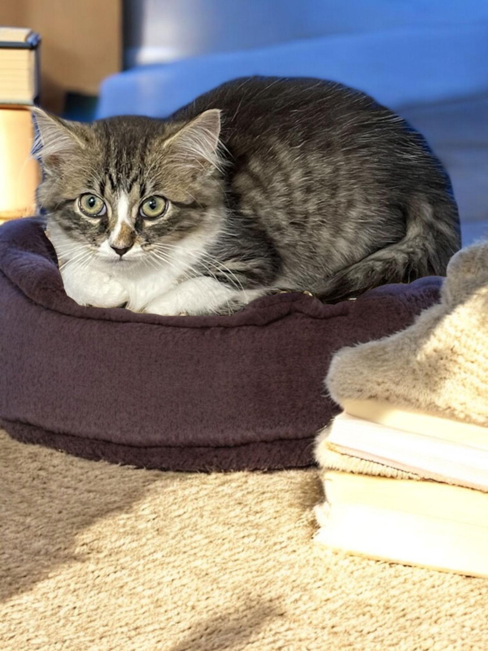 Hyacinth, Adoptable, Kitten Female Domestic Long Hair.