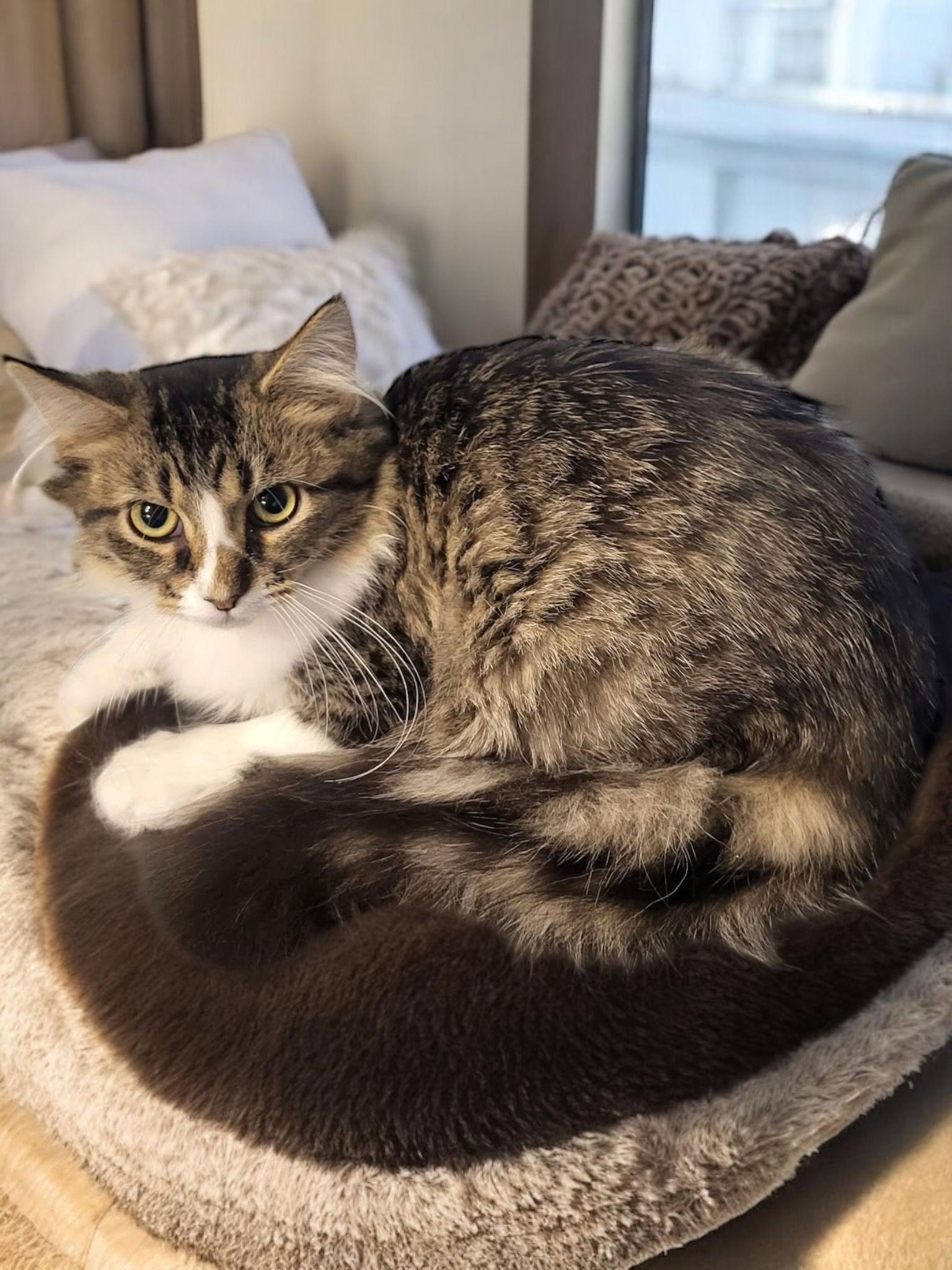 Enlarge Hyacinth, a Adoptable Domestic Long Hair in Champaign, IL image 2/3