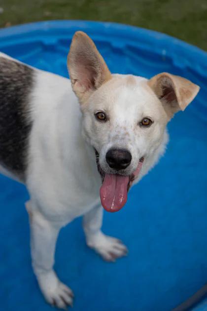 Enlarge Oaty, a Adoptable mixed breed in Phoenix, AZ image 3/5