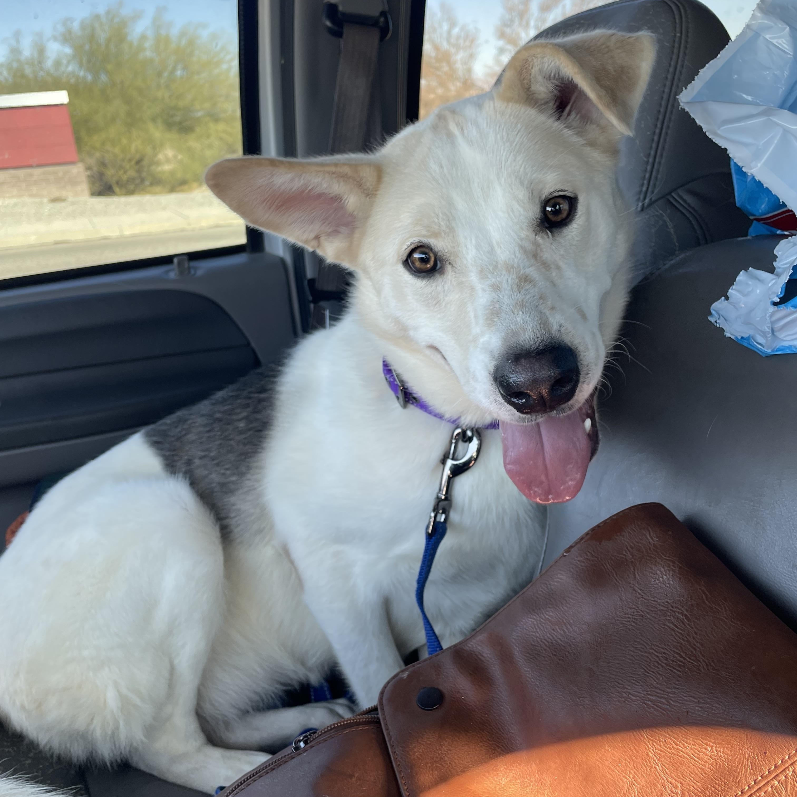 Enlarge Oaty, a Adoptable mixed breed in Phoenix, AZ image 4/5