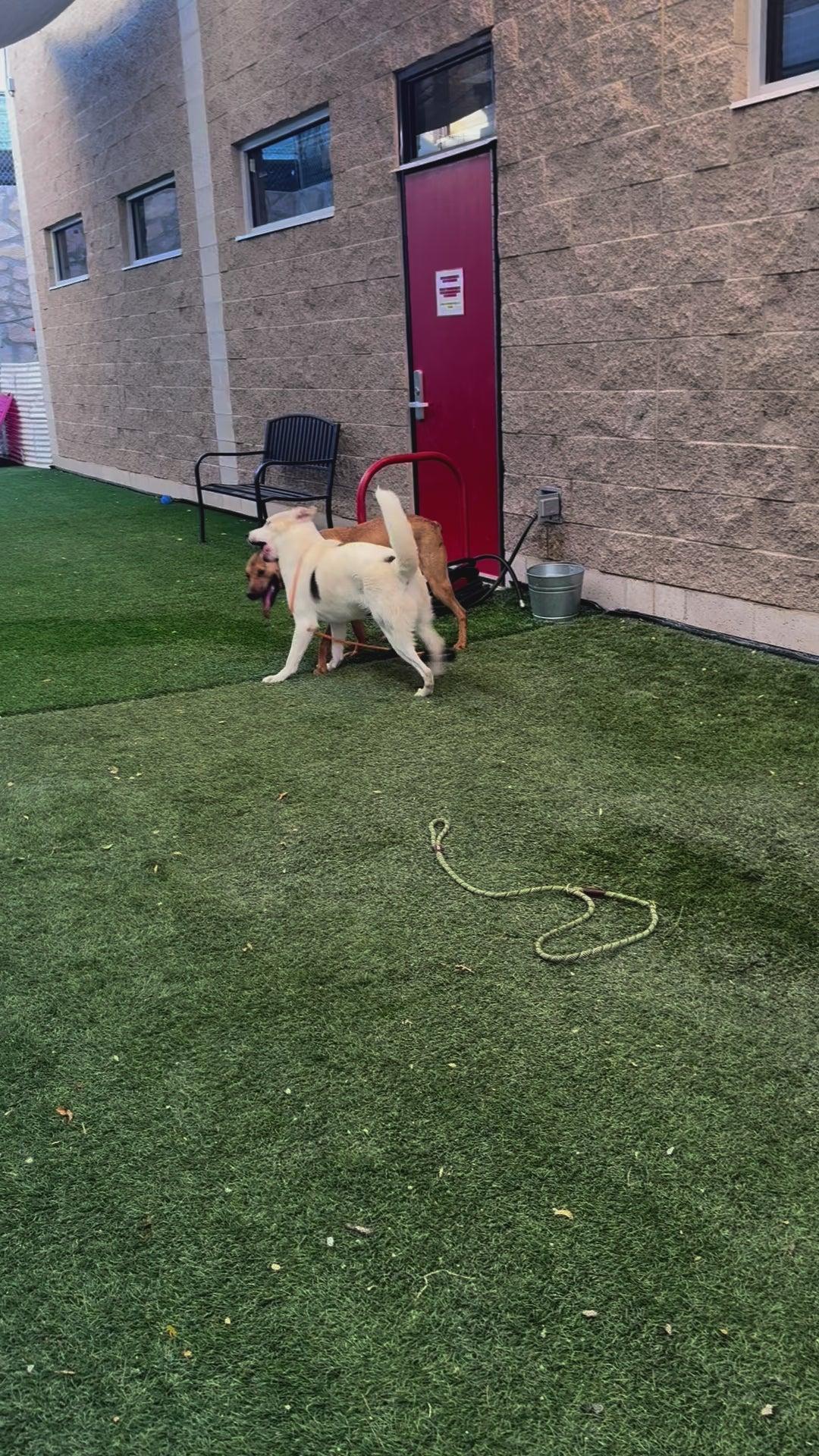 Enlarge Oaty, a Adoptable mixed breed in Phoenix, AZ image 5/5