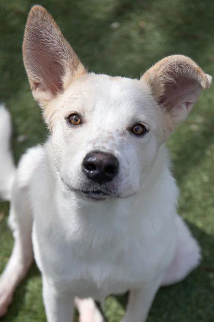 Enlarge Oaty, a Adoptable mixed breed in Phoenix, AZ image 1/5