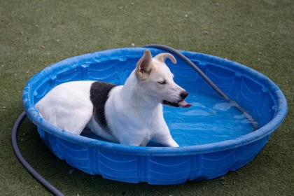 Enlarge Oaty, a Adoptable mixed breed in Phoenix, AZ image 2/5