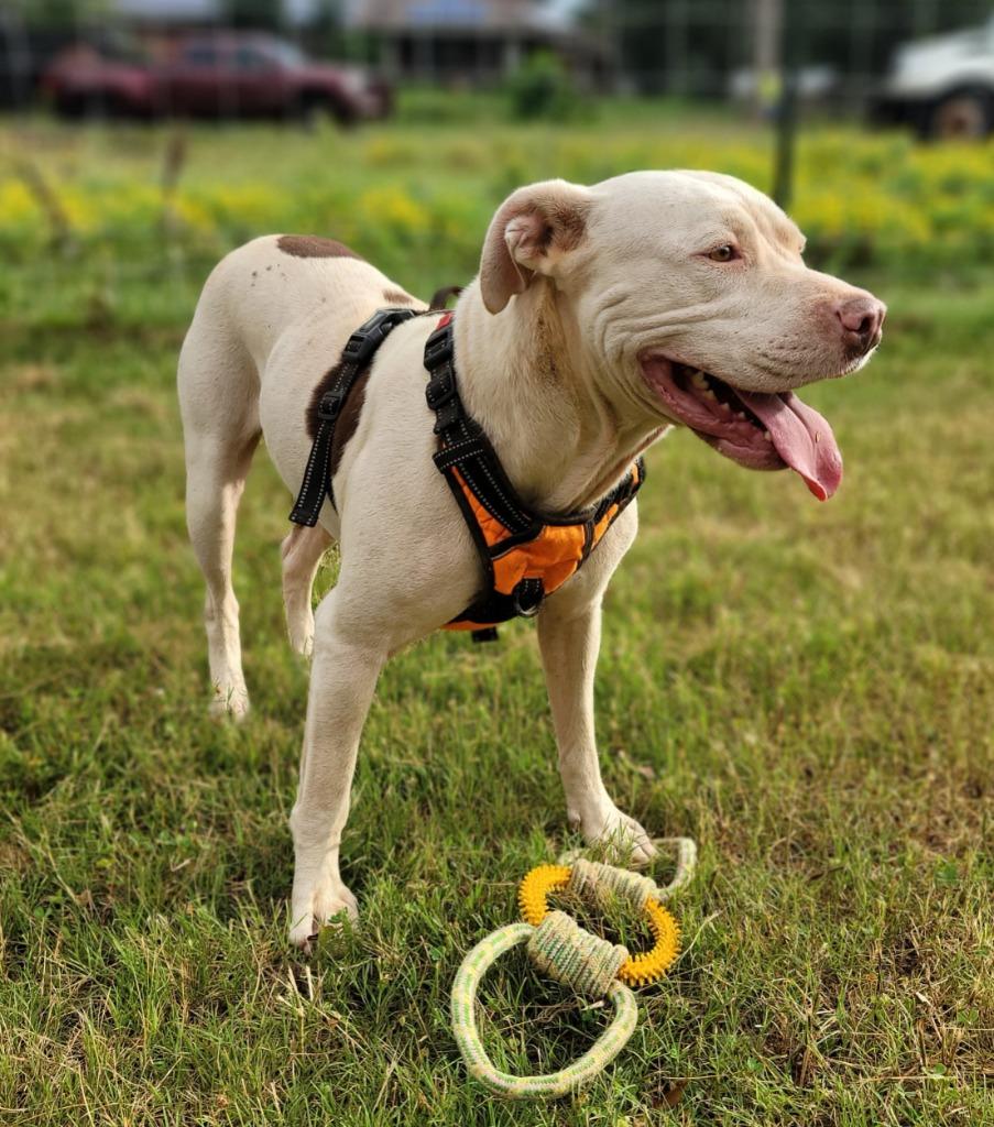 Ramona, Adoptable, Young Female Pit Bull Terrier.