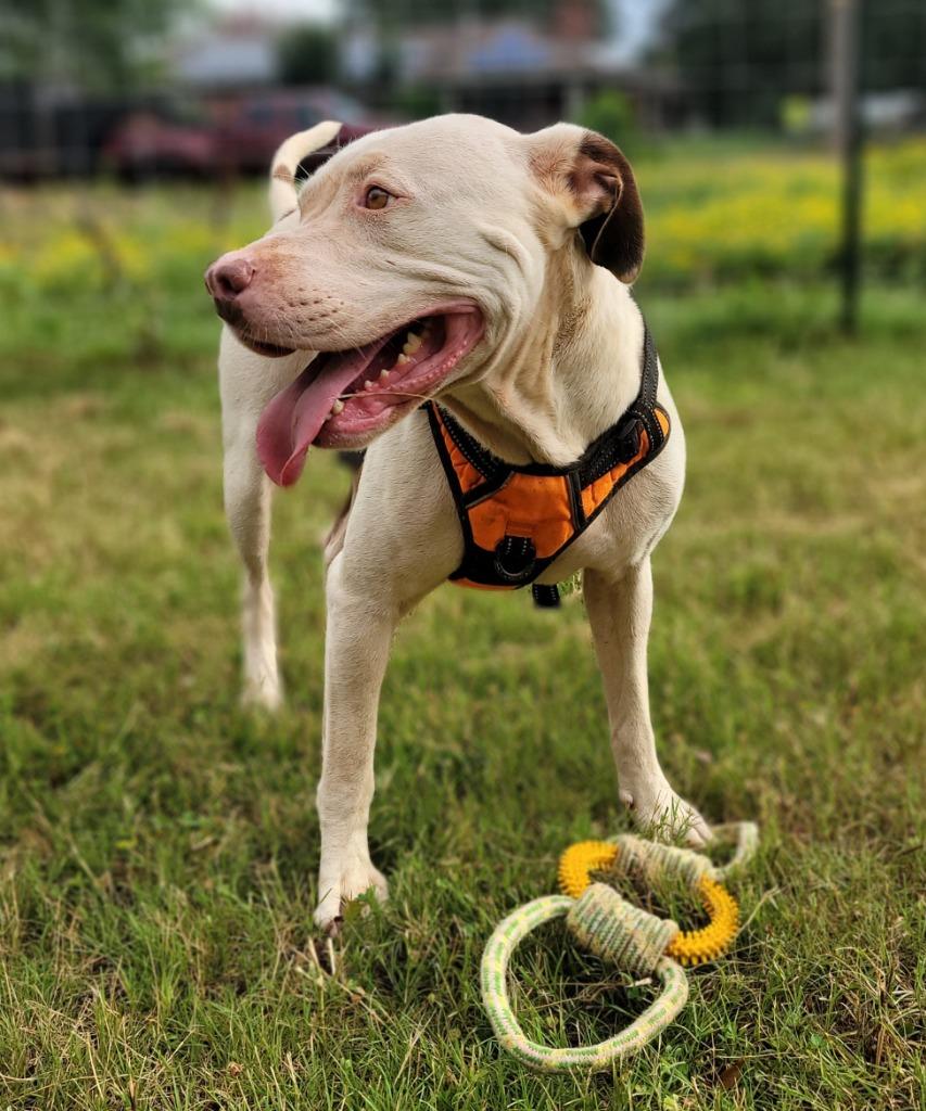 Ramona, a Adoptable Pit Bull Terrier in Nacogdoches, TX image 2/5