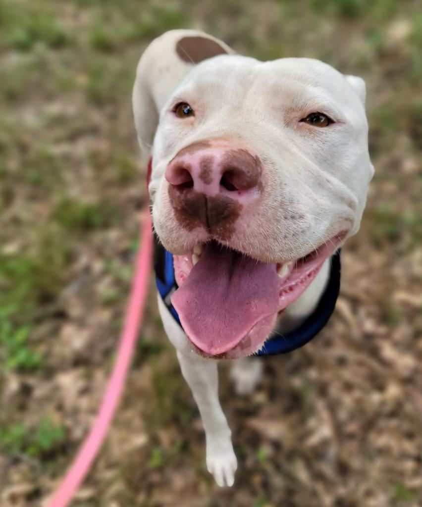 Ramona, a Adoptable Pit Bull Terrier in Nacogdoches, TX image 3/5