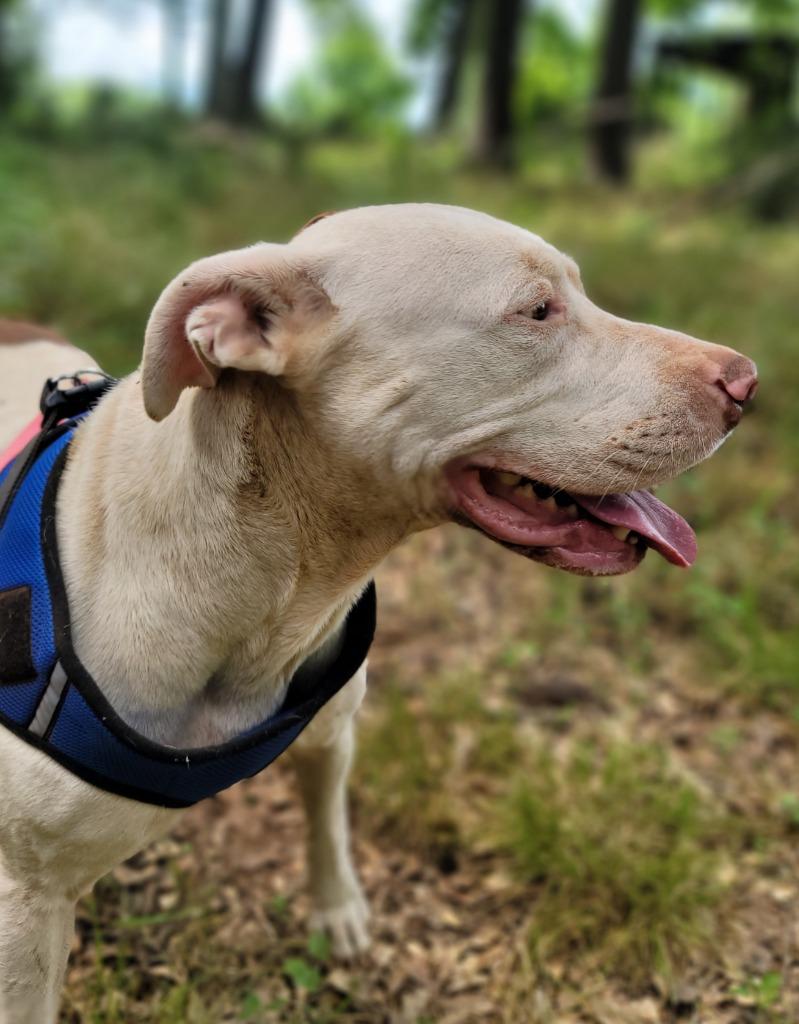 Ramona, a Adoptable Pit Bull Terrier in Nacogdoches, TX image 4/5