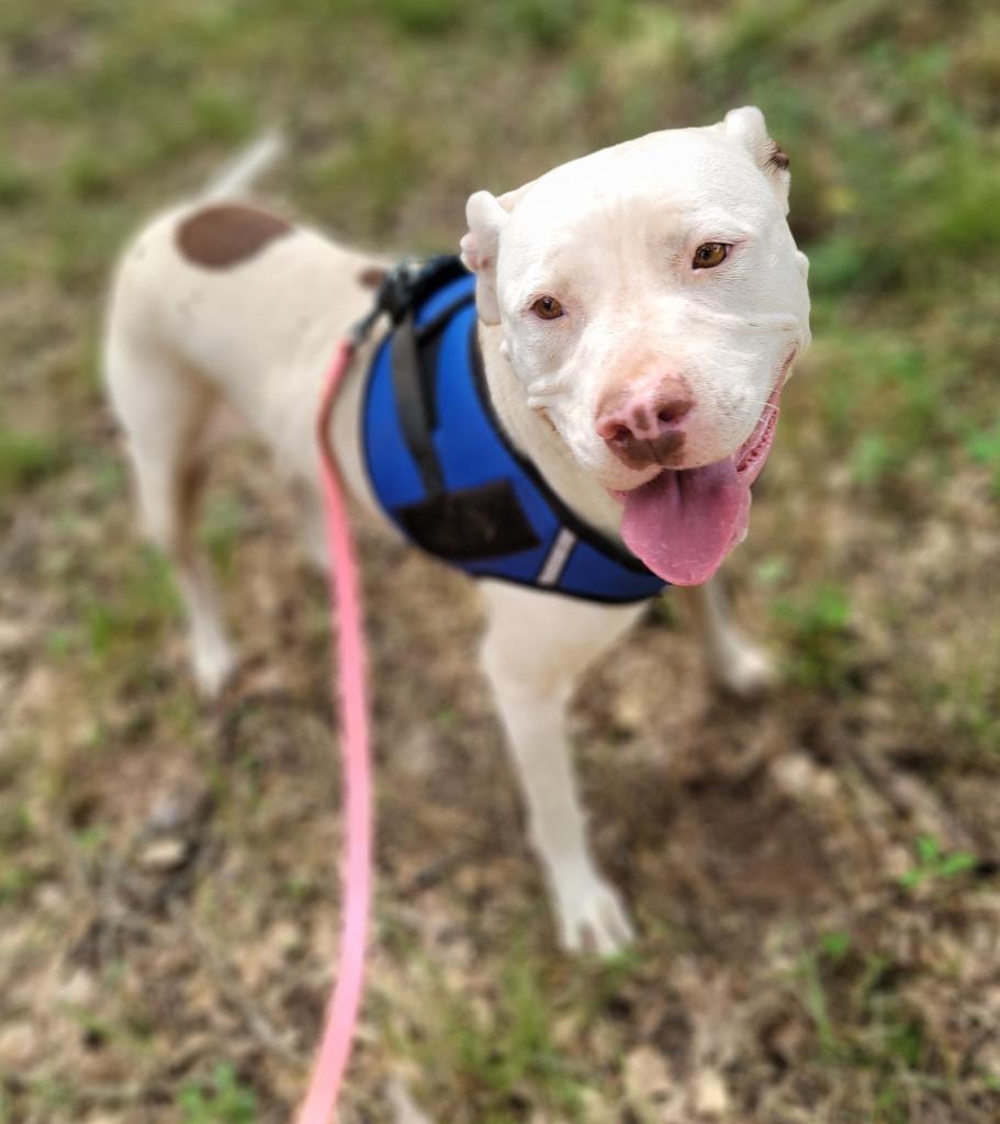 Ramona, a Adoptable Pit Bull Terrier in Nacogdoches, TX image 5/5