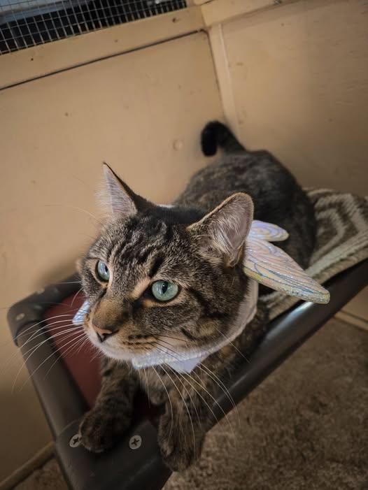 Taz, Adoptable, Adult Male Domestic Short Hair.