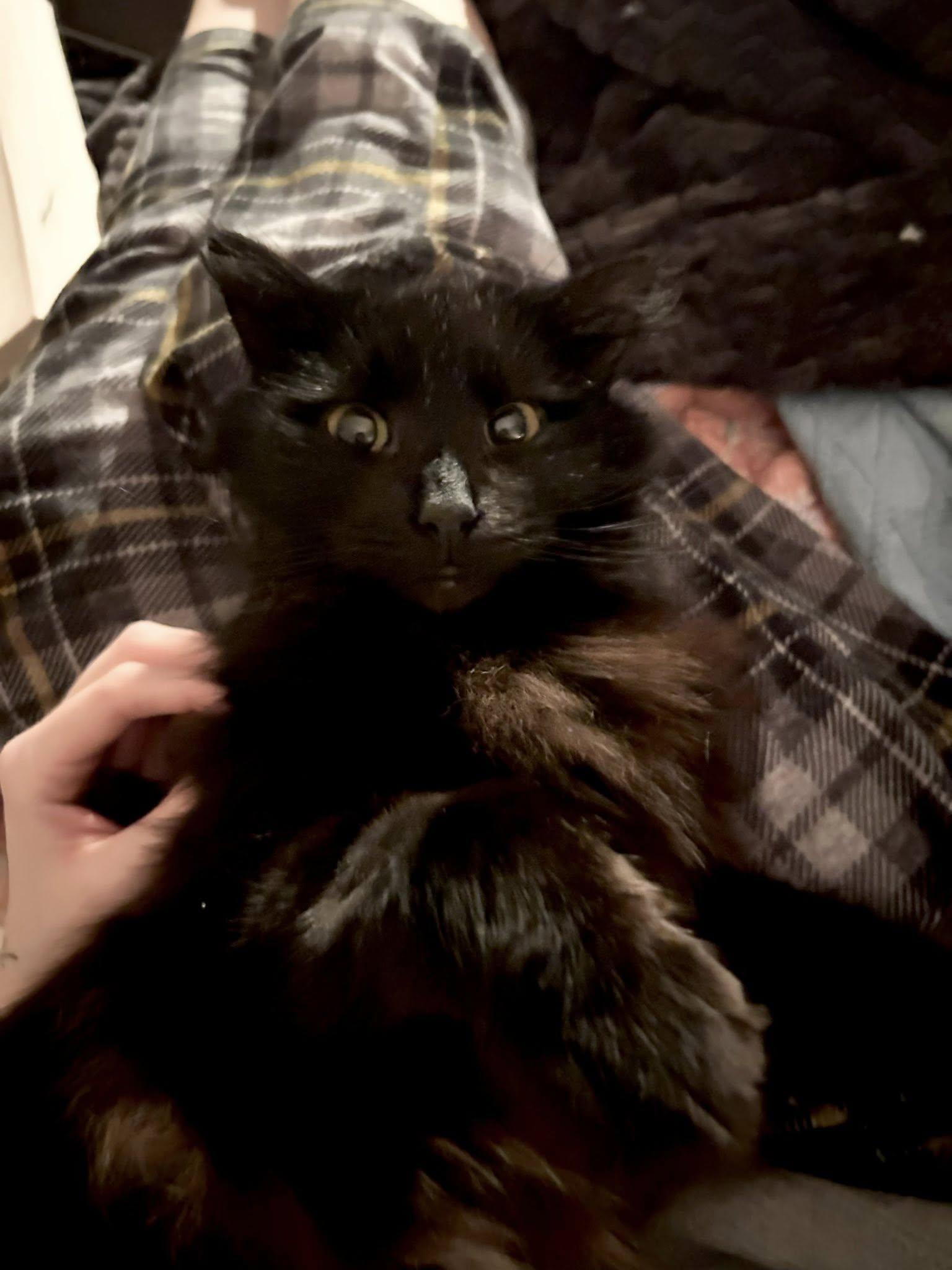 Enlarge Porsche, an adopted Domestic Long Hair in Kennebunk , ME image 3/4