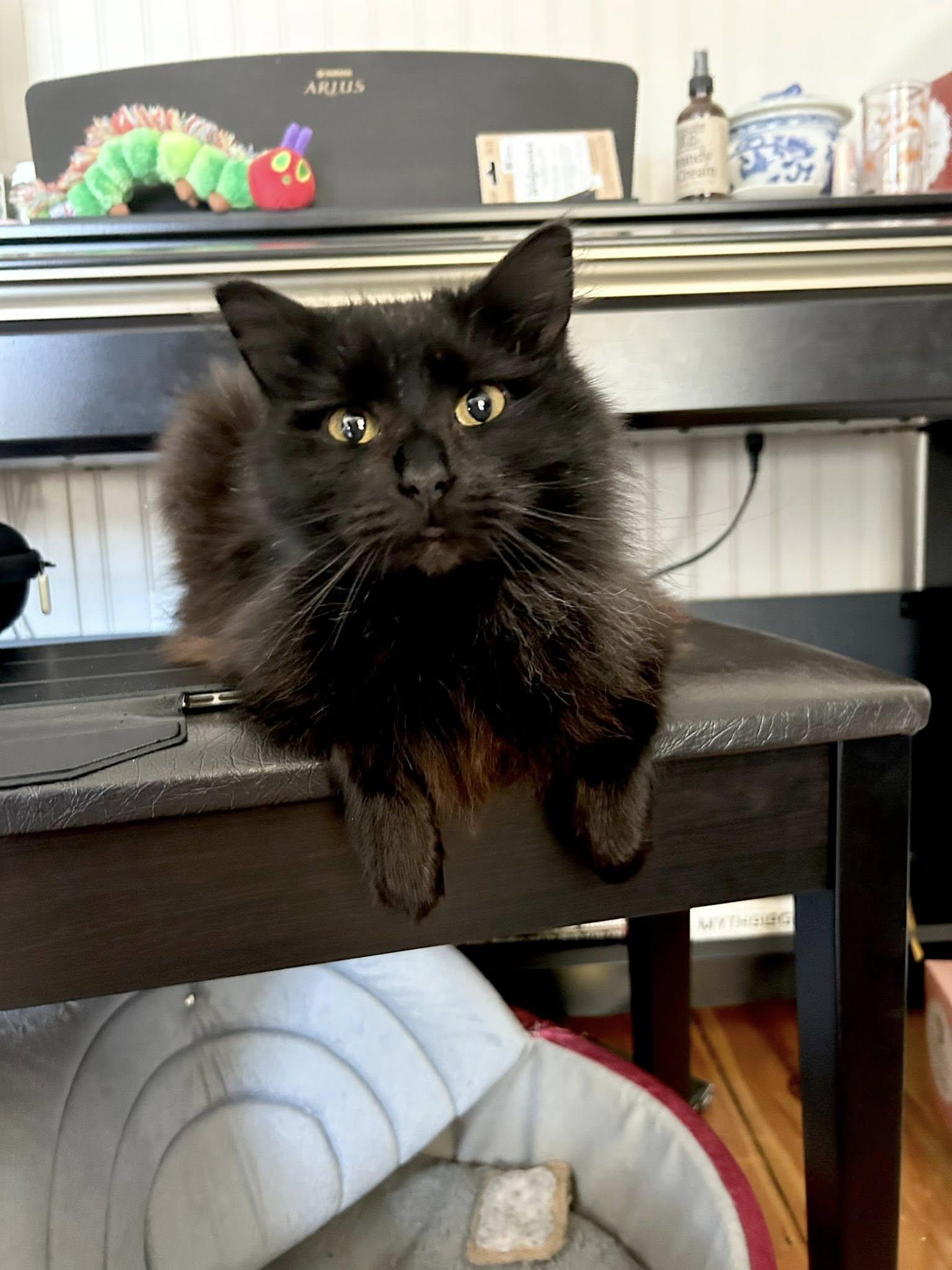 Enlarge Porsche, an adopted Domestic Long Hair in Kennebunk , ME image 4/4