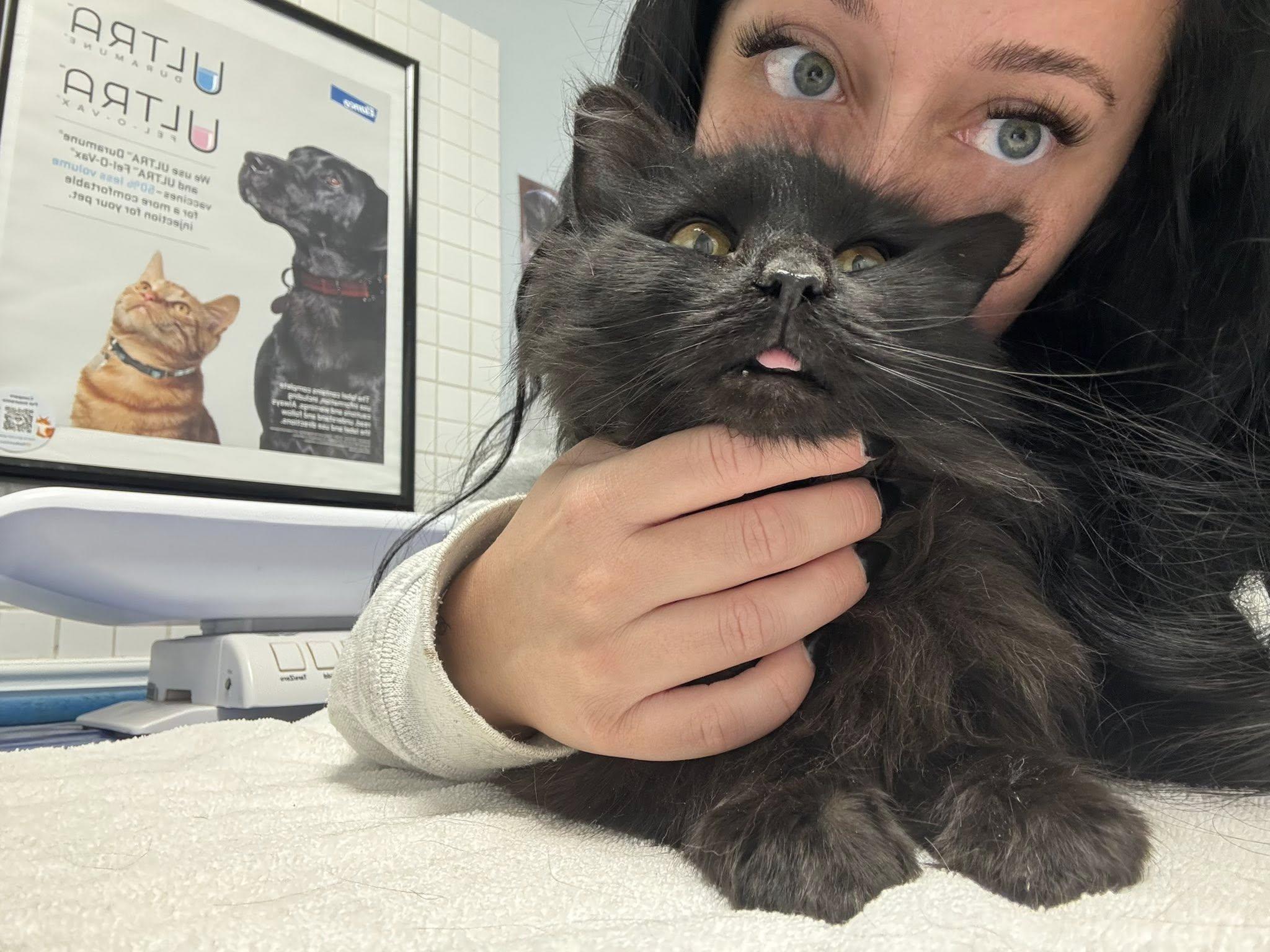 Enlarge Porsche, an adopted Domestic Long Hair in Kennebunk , ME image 2/4