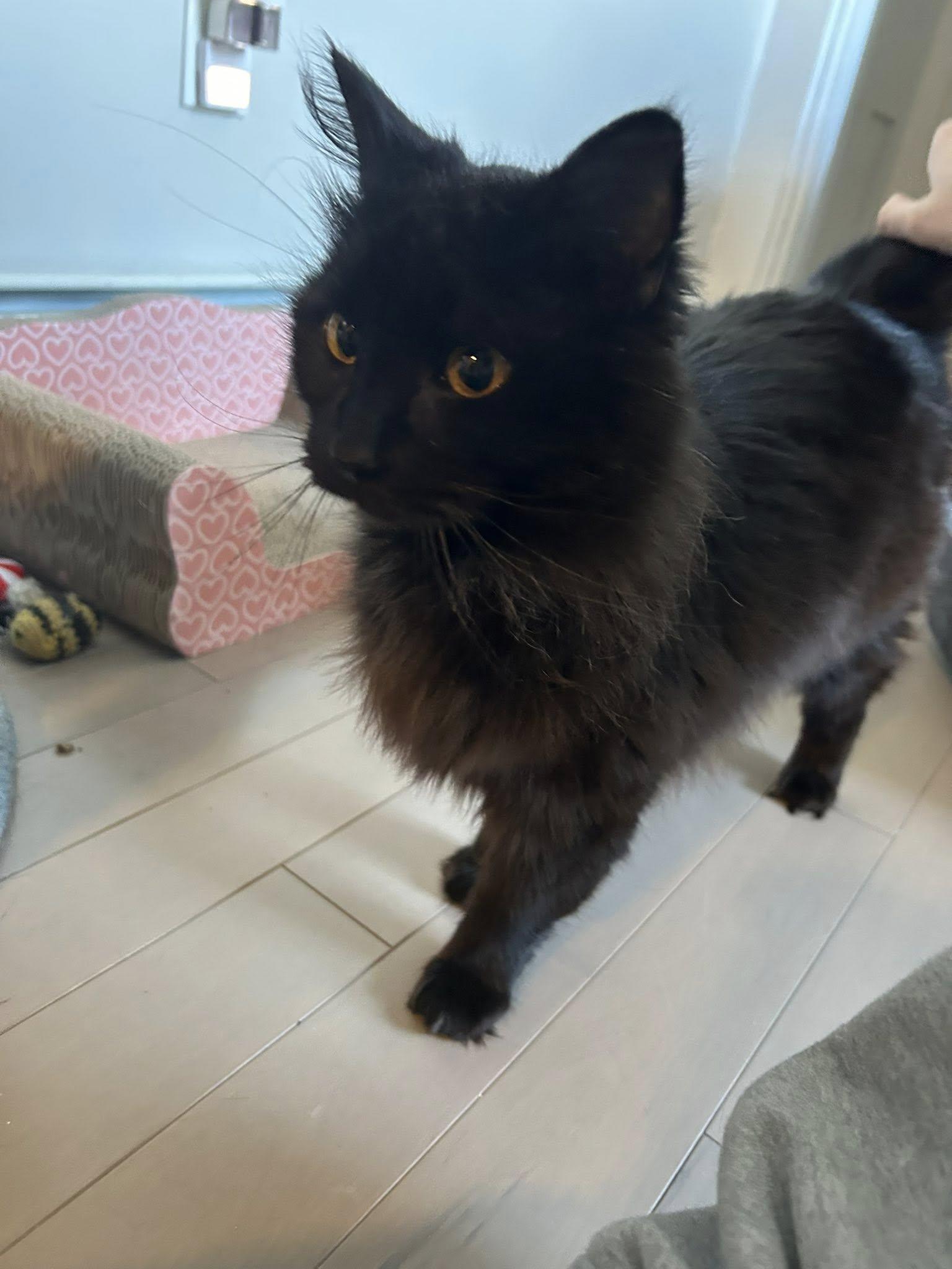 Enlarge Porsche, an adopted Domestic Long Hair in Kennebunk , ME image 1/4