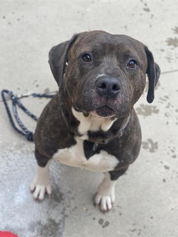 Enlarge BIG FELLA, a Adoptable mixed breed in Dayton, OH image 2/2