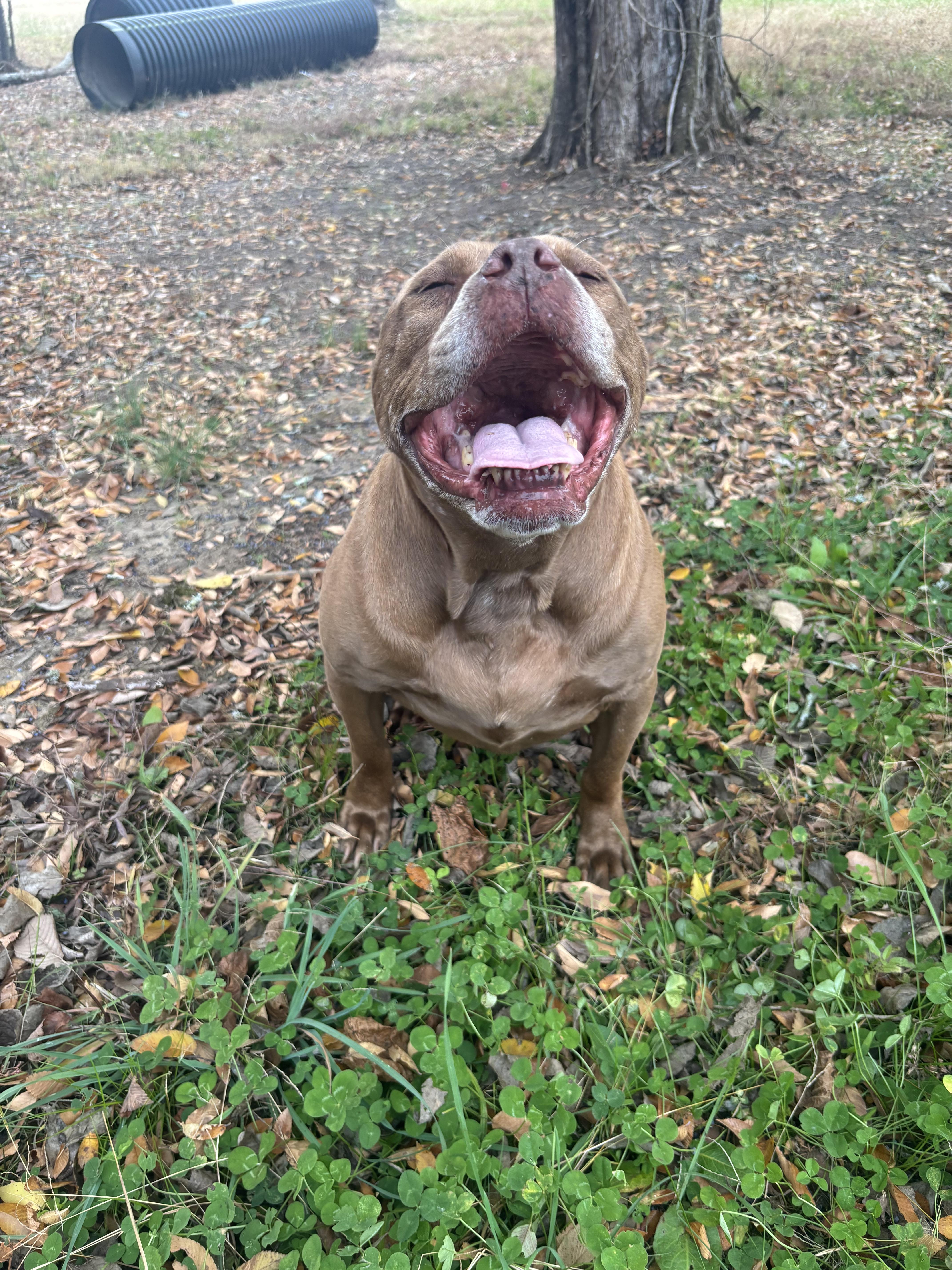 Nova, Adoptable, Senior Female Terrier.