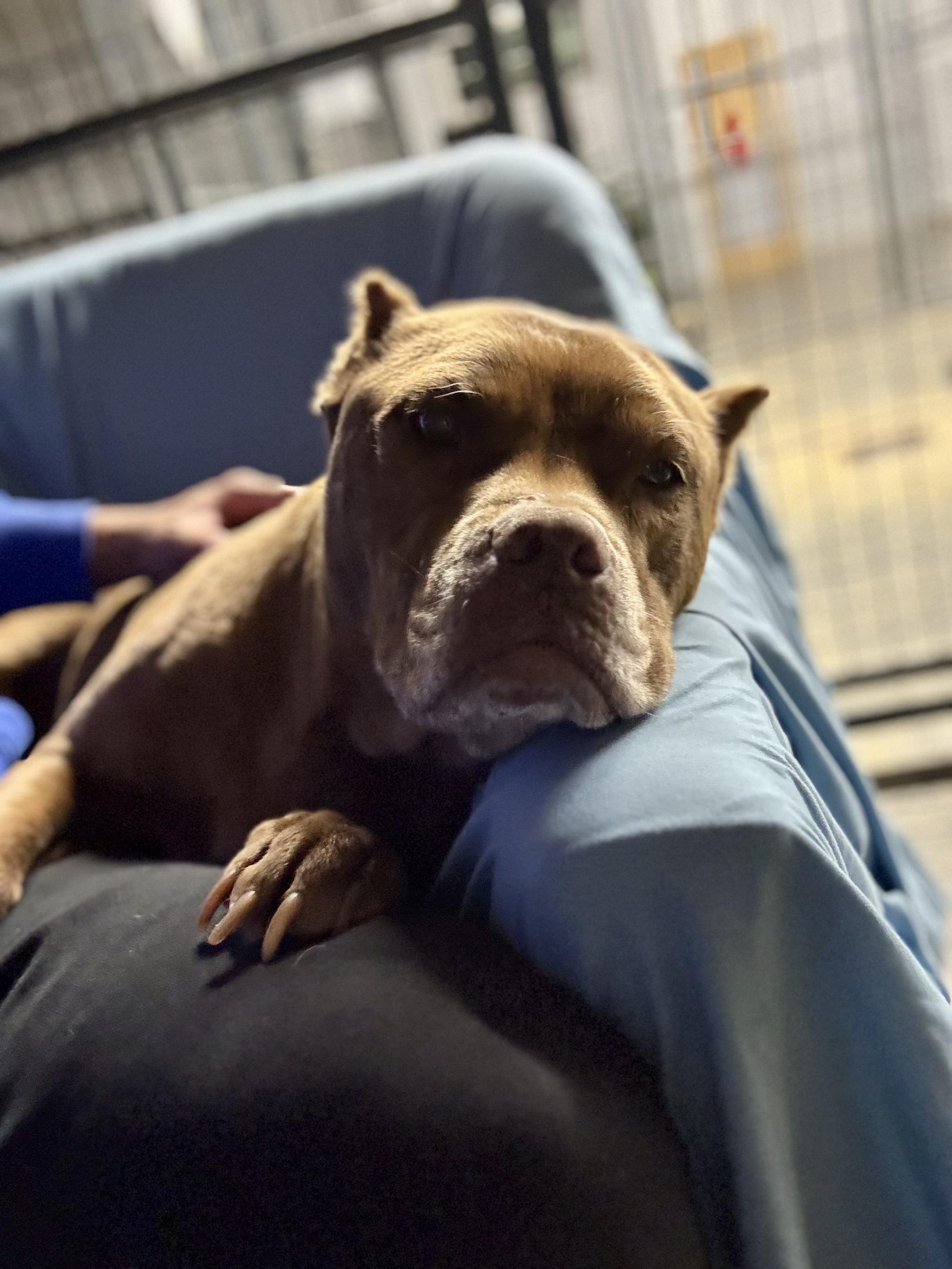 Enlarge Nova, a Adoptable mixed breed in Shelbyville, TN image 2/6