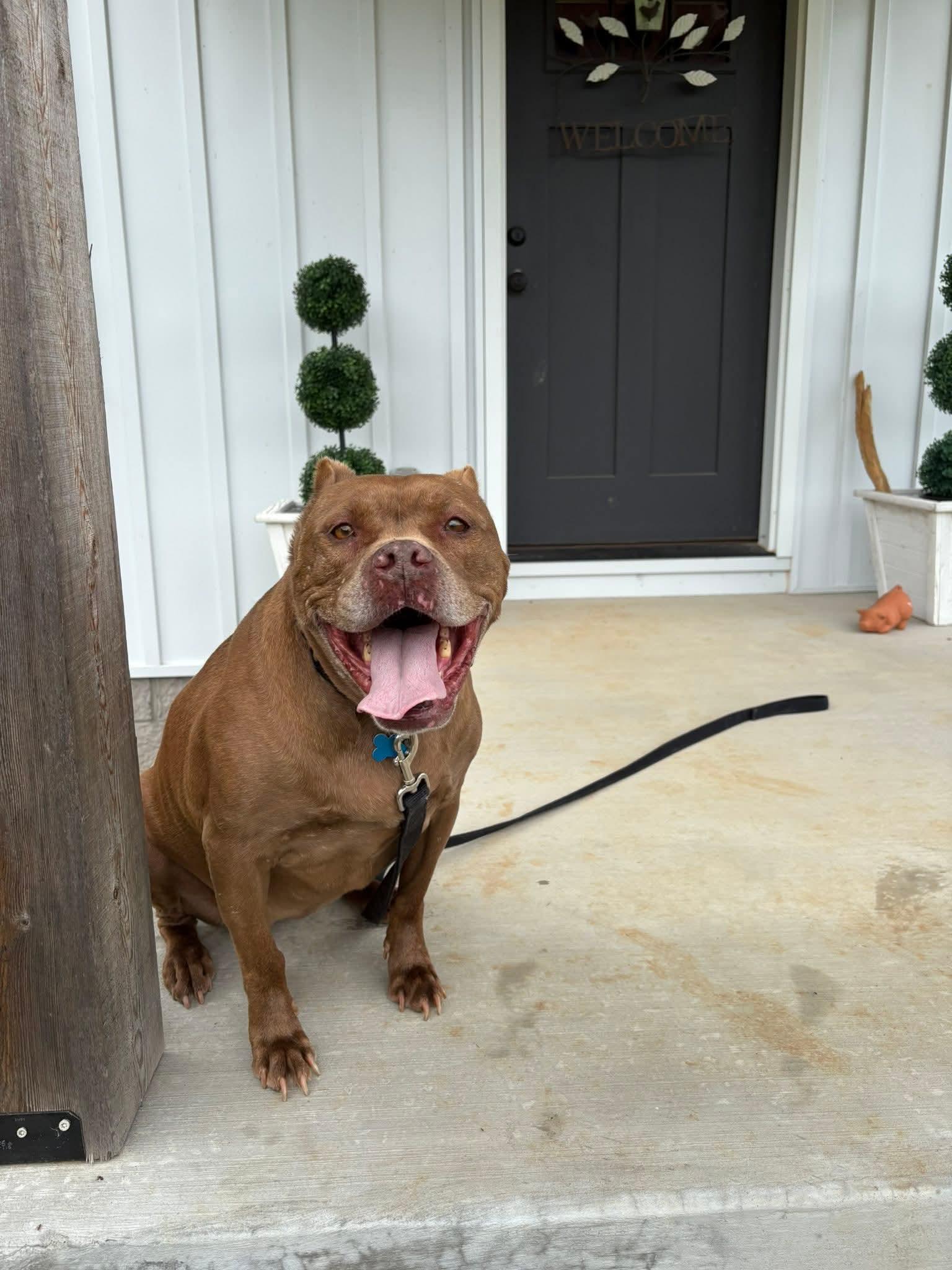 Enlarge Nova, a Adoptable mixed breed in Shelbyville, TN image 5/6