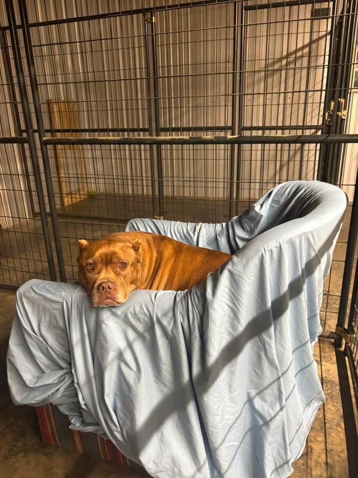 Enlarge Nova, a Adoptable mixed breed in Shelbyville, TN image 3/6