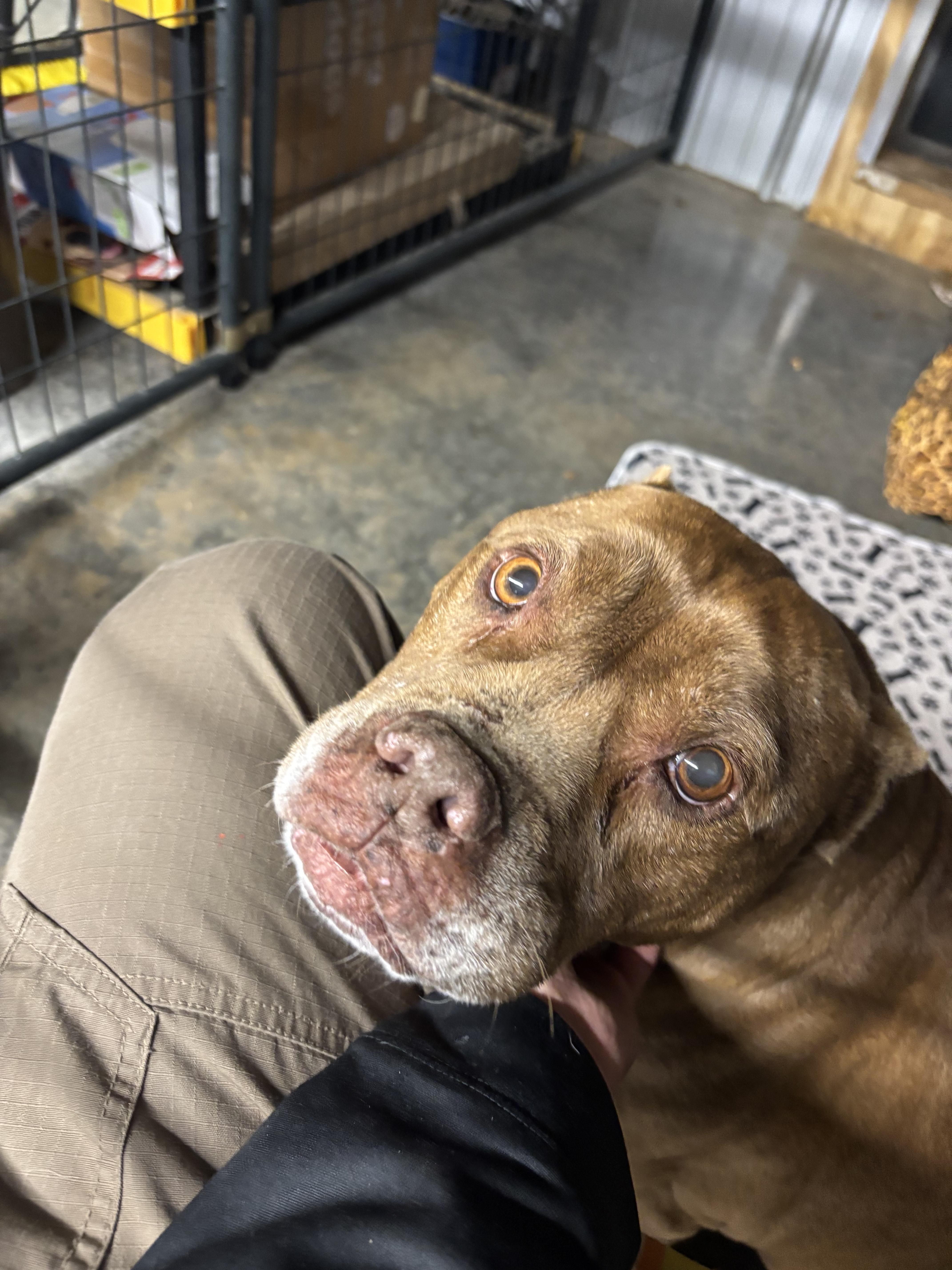 Enlarge Nova, a Adoptable mixed breed in Shelbyville, TN image 4/6