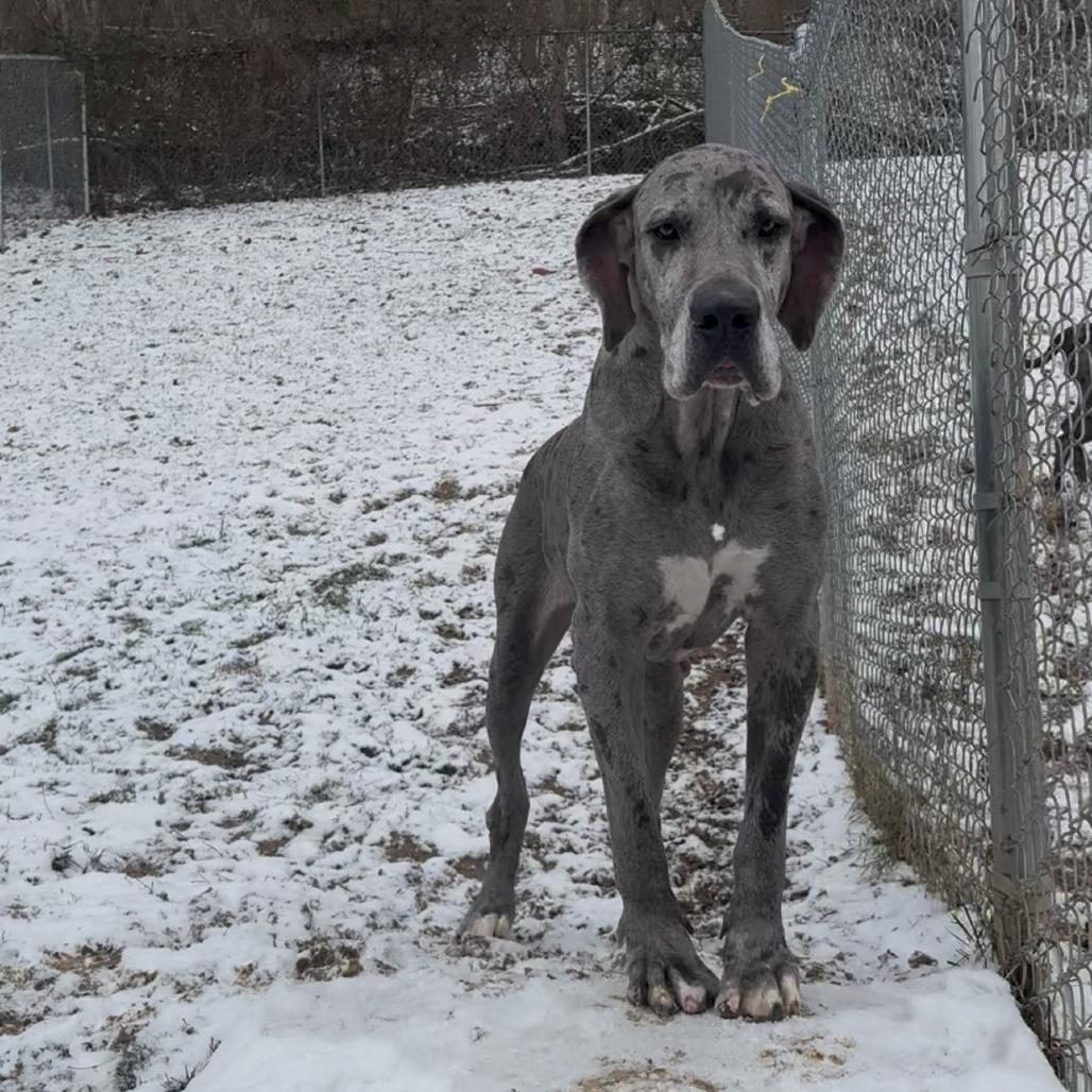 Reign, Adoptable, Adult Female Mixed Breed.