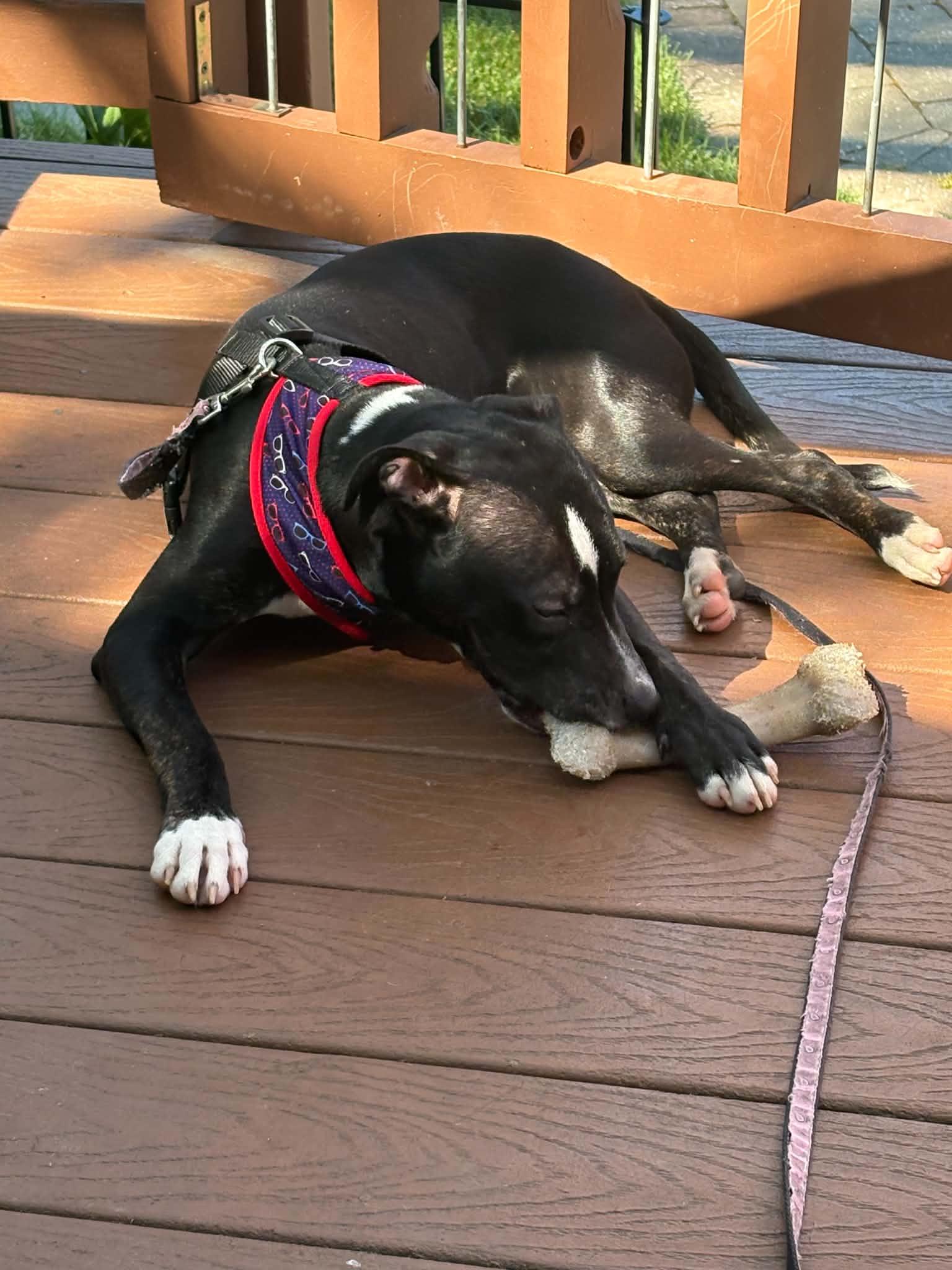 Enlarge Alvin, an adoptable mixed breed in Parma, OH image 2/5