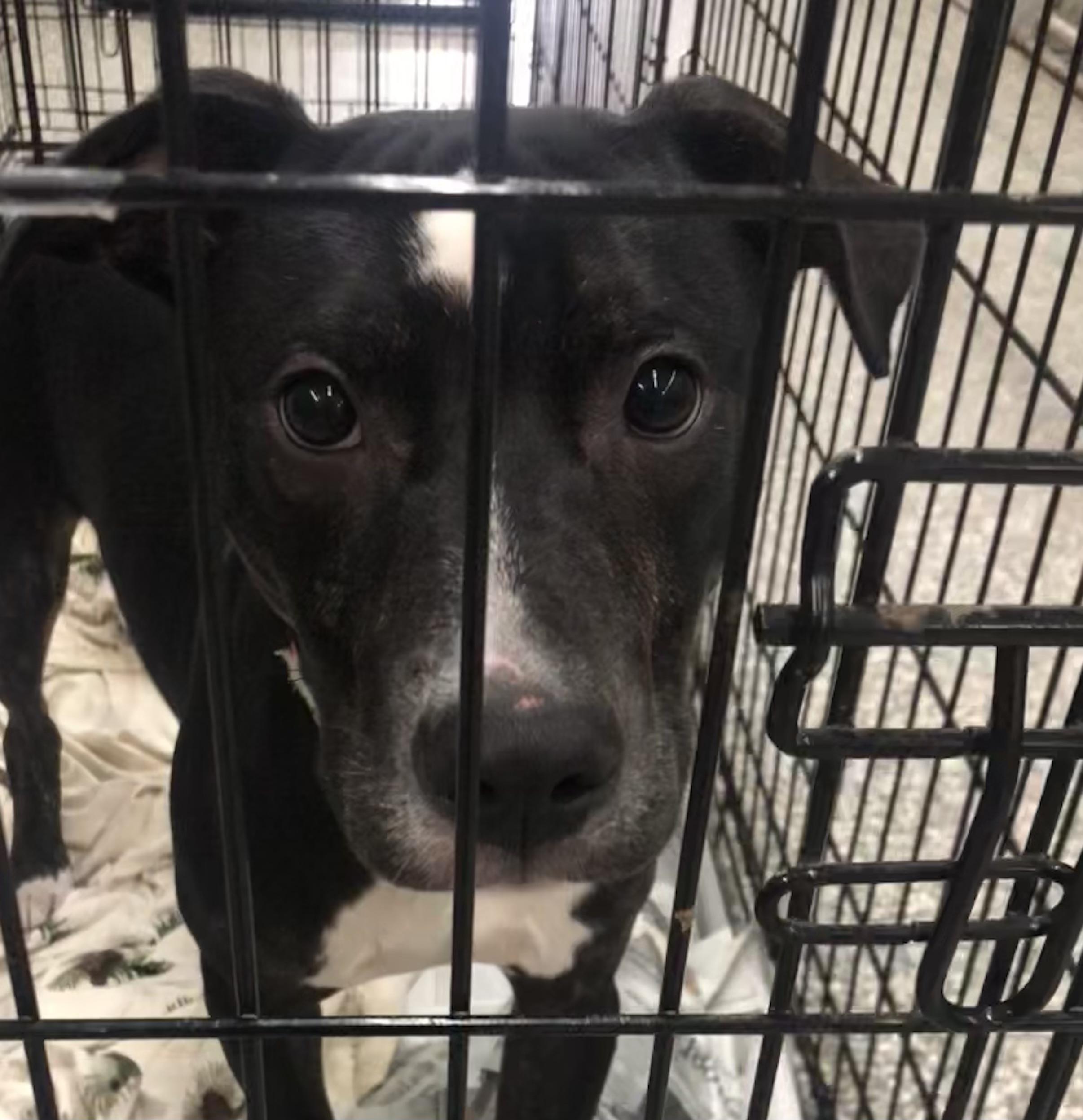 Enlarge Alvin, an adoptable mixed breed in Parma, OH image 5/5