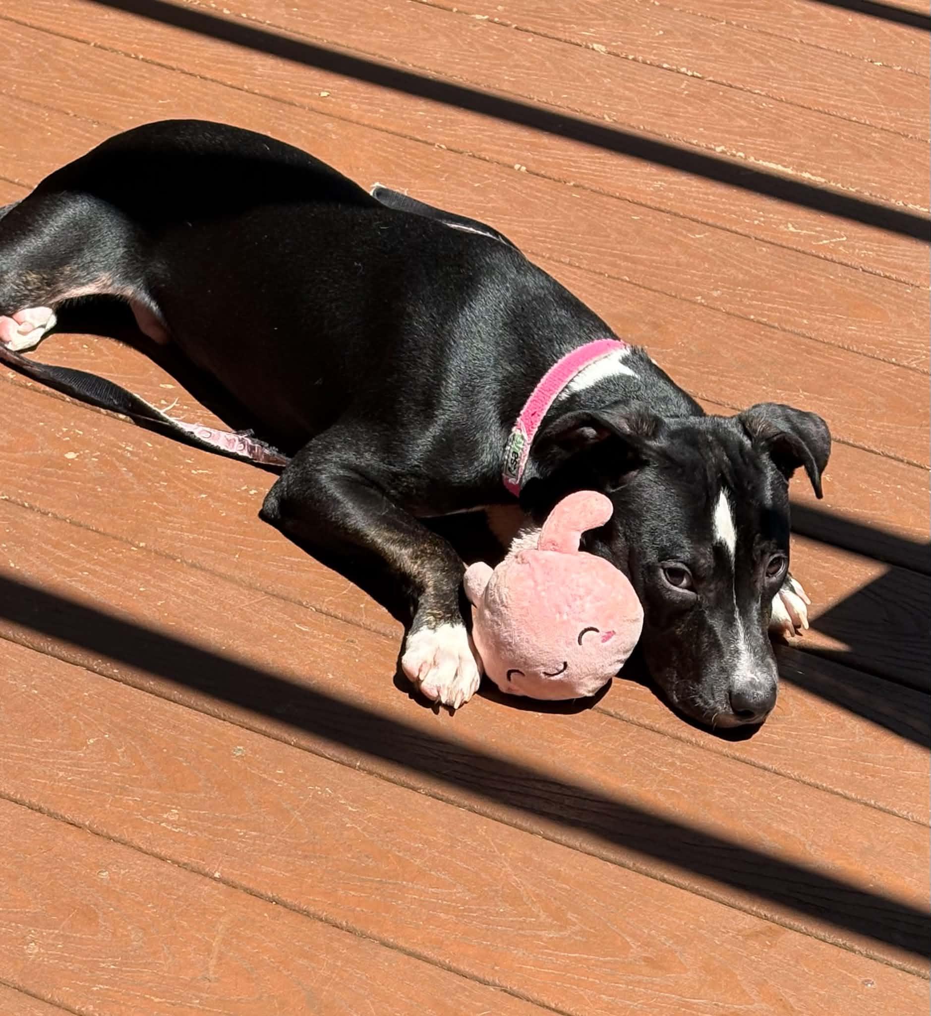 Alvin, adoptable, Puppy Male Mixed Breed.