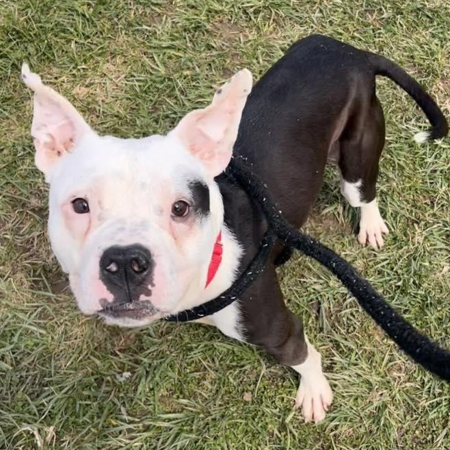 Enlarge JJ, a ADOPTABLE Terrier in North Syracuse, NY image 6/6