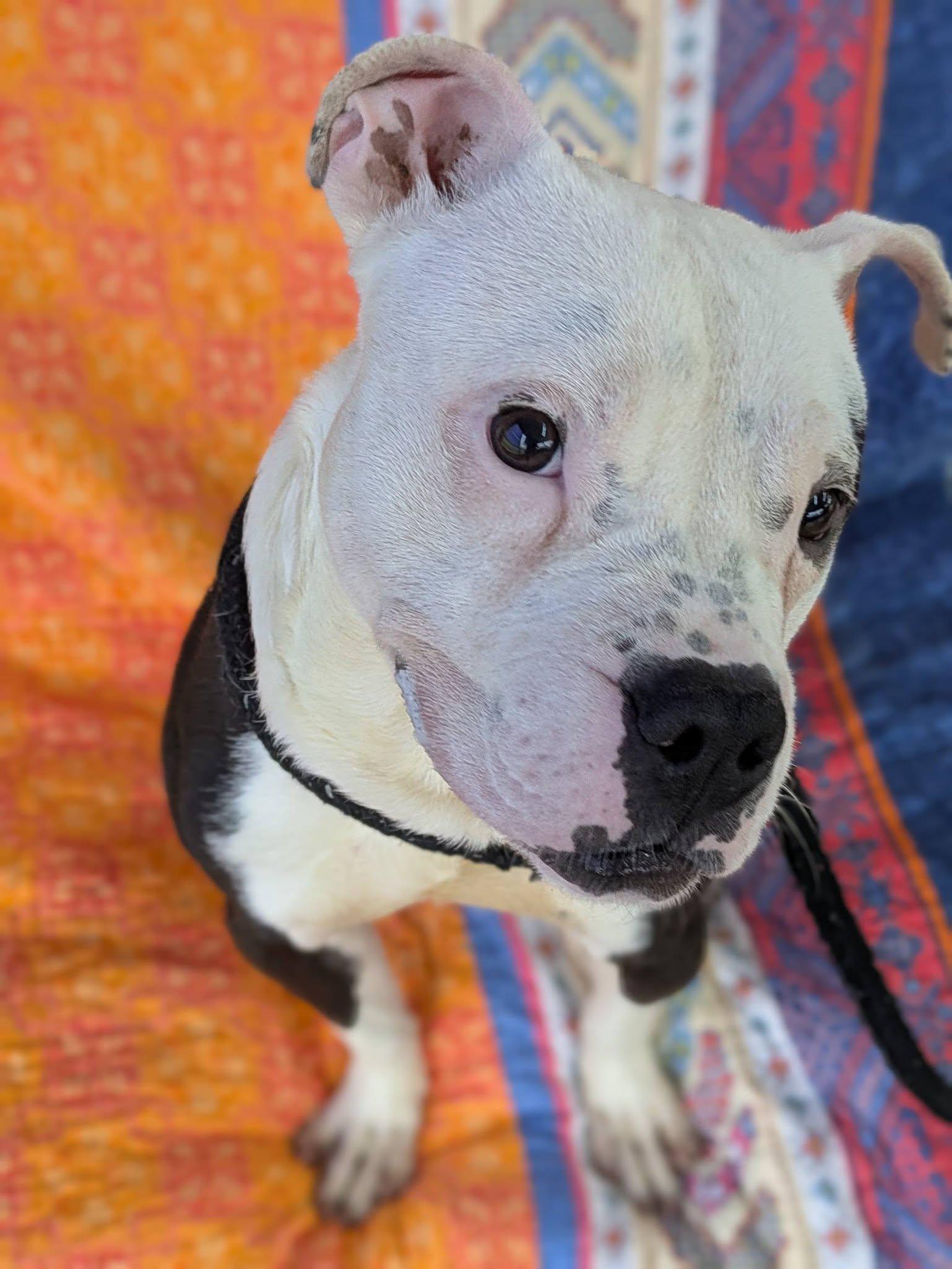 Enlarge JJ, a ADOPTABLE Terrier in North Syracuse, NY image 3/6