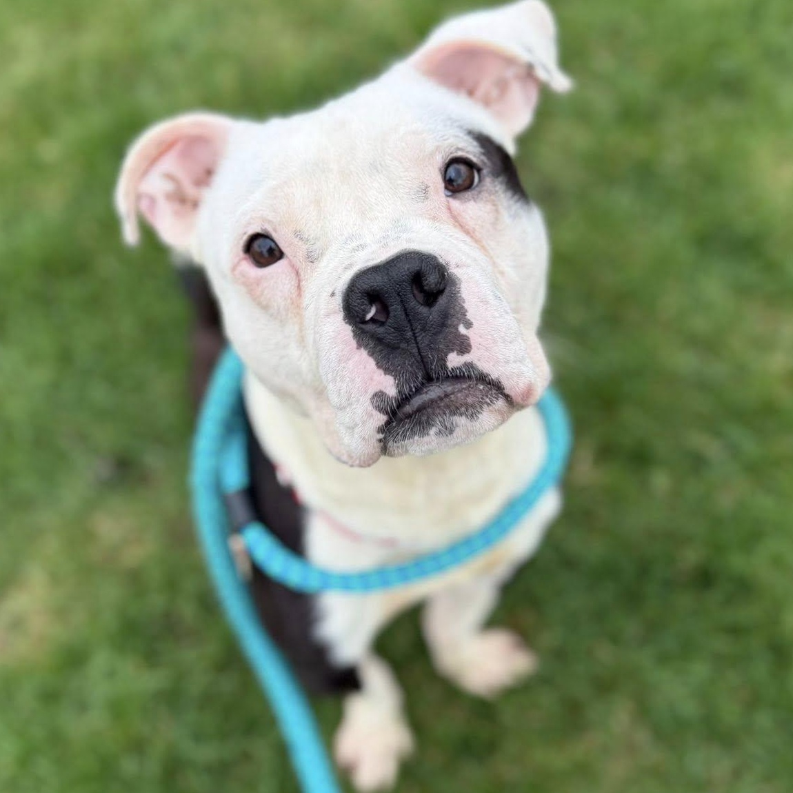 Enlarge JJ, a ADOPTABLE Terrier in North Syracuse, NY image 1/6
