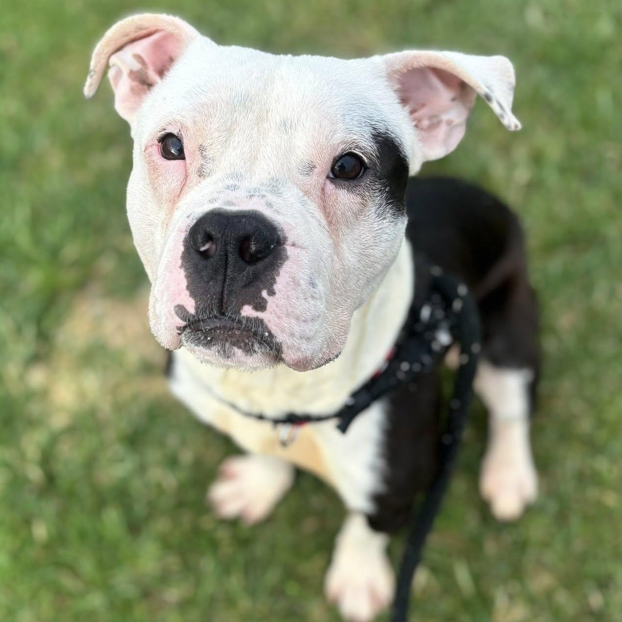 Enlarge JJ, a ADOPTABLE Terrier in North Syracuse, NY image 5/6