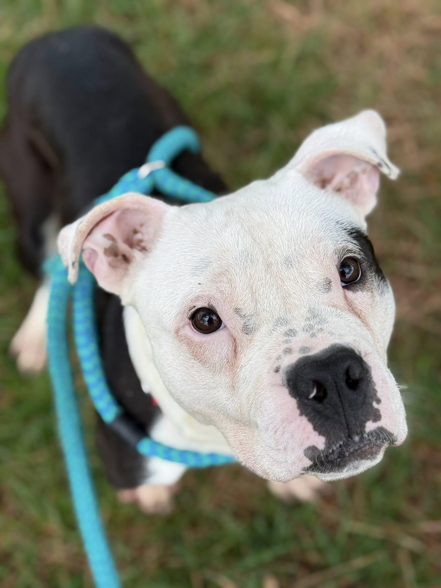 Enlarge JJ, a ADOPTABLE Terrier in North Syracuse, NY image 4/6