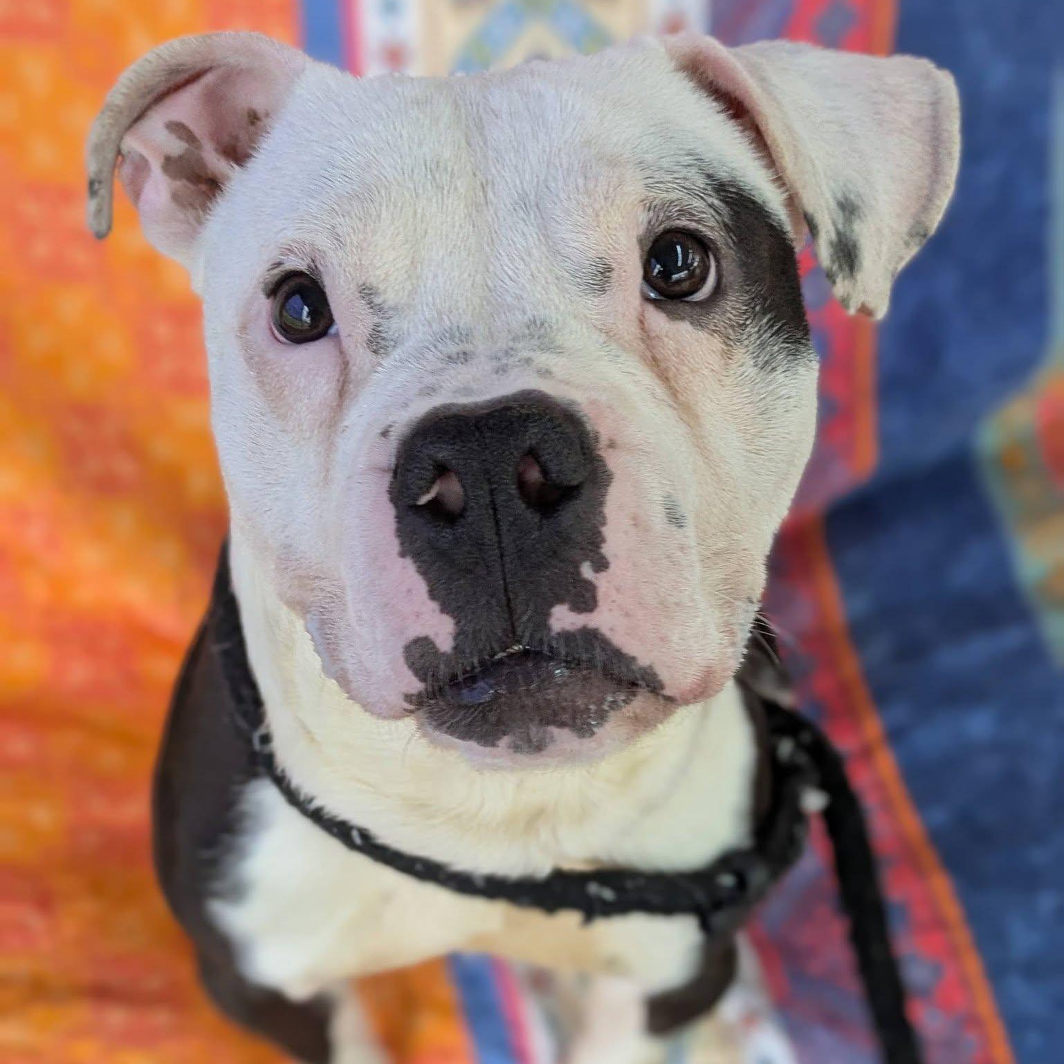 Enlarge JJ, a ADOPTABLE Terrier in North Syracuse, NY image 2/6